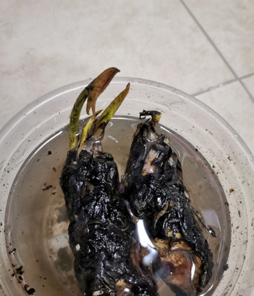 观赏荷花哪个品种好养