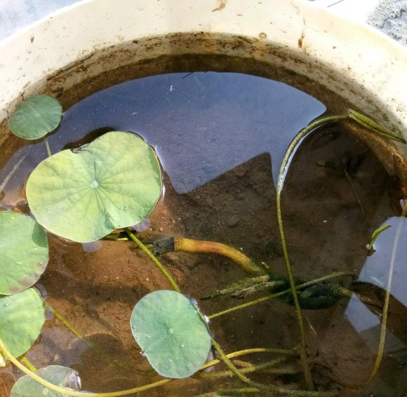 观赏荷花哪个品种好养