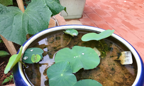观赏荷花哪个品种好养