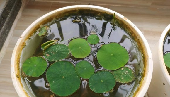 观赏荷花哪个品种好养
