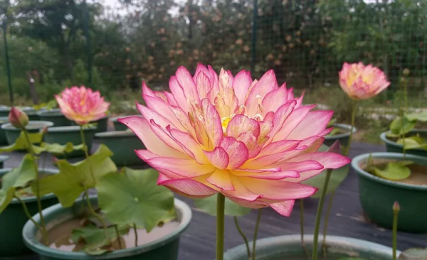 观赏荷花哪个品种好养