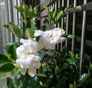 栀子花什么时候开花苞 养栀子花的技巧和施肥