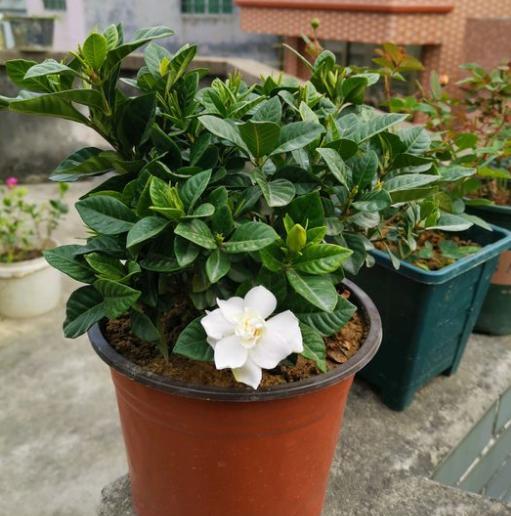 栀子花什么时候开花苞