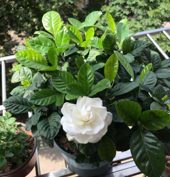 栀子花什么时候开花苞