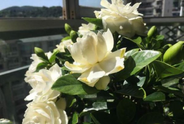 栀子花什么时候开花苞