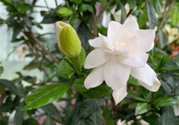 栀子花什么时候开花苞