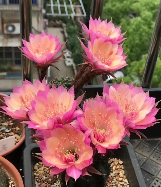 仙人球开什么样的花