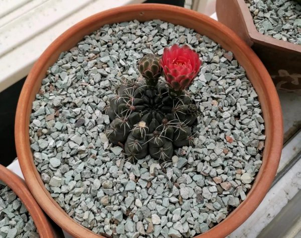 仙人球开什么样的花