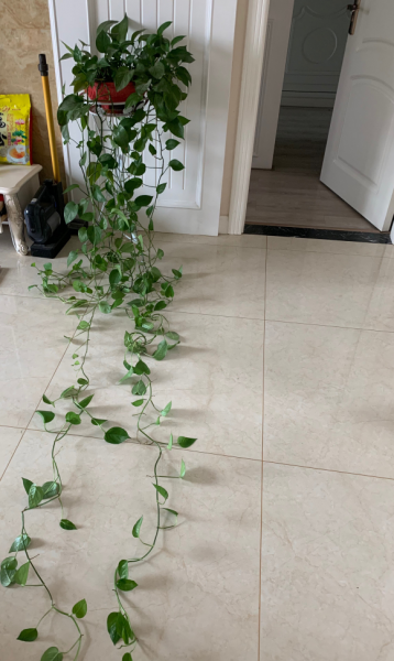 怎样才能养好绿萝盆栽