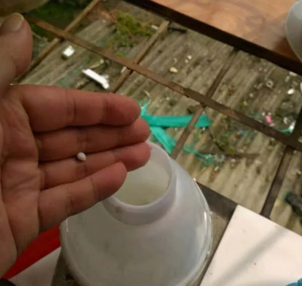 怎样才能养好绿萝盆栽