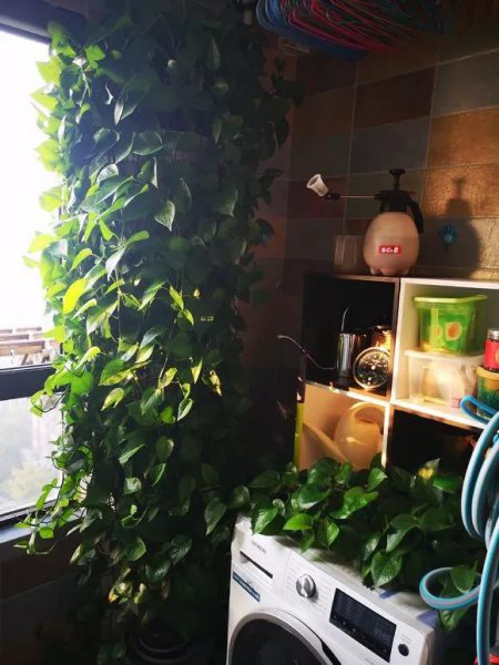 怎样才能养好绿萝盆栽