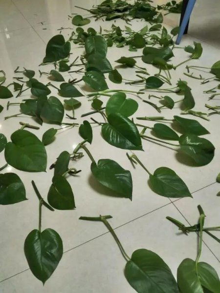 怎样才能养好绿萝盆栽
