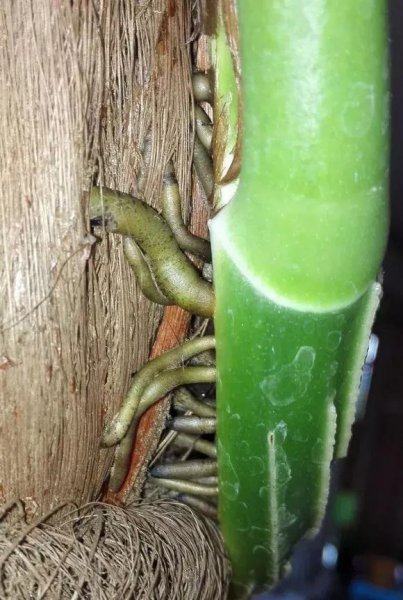 怎样才能养好绿萝盆栽