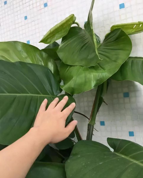 怎样才能养好绿萝盆栽