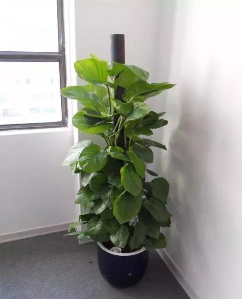 怎样才能养好绿萝盆栽