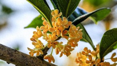 哪种桂花树最香花期最长 桂花树品种排名榜