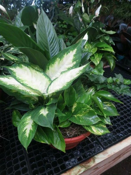 小叶万年青植物图片作用