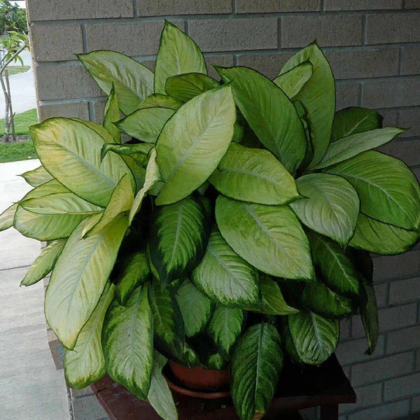 小叶万年青植物图片作用