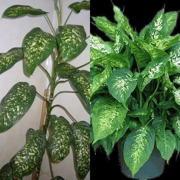 小叶万年青植物图片作用
