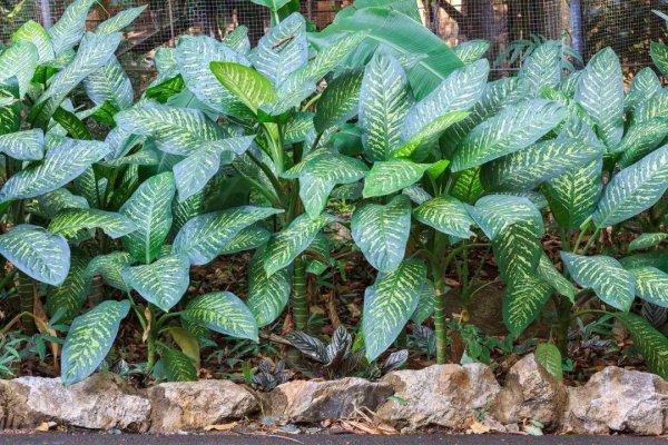 小叶万年青植物图片作用