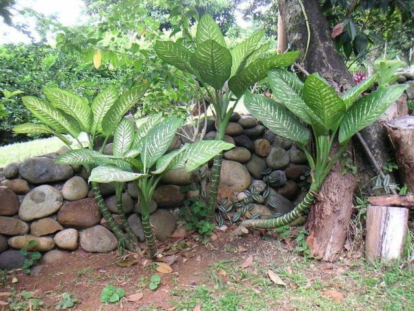 小叶万年青植物图片作用
