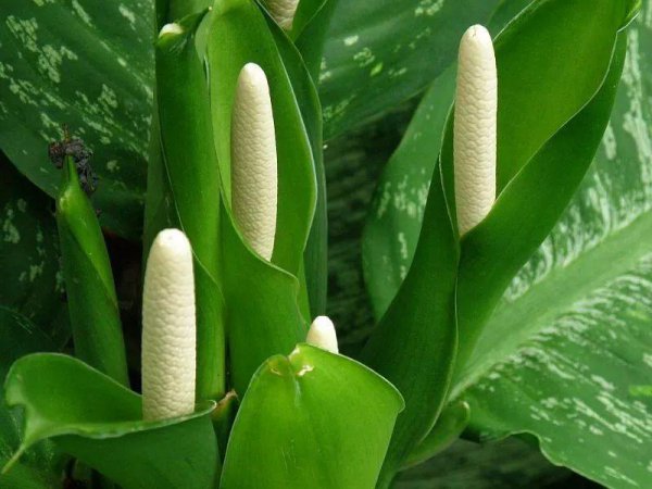小叶万年青植物图片作用