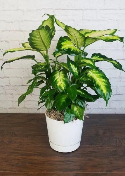 小叶万年青植物图片作用