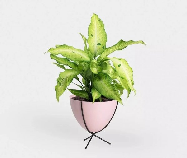 小叶万年青植物图片作用