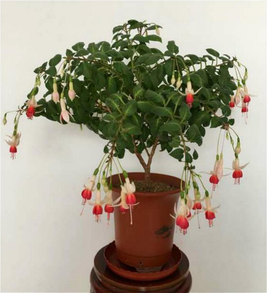倒挂金钟怎么养殖开花