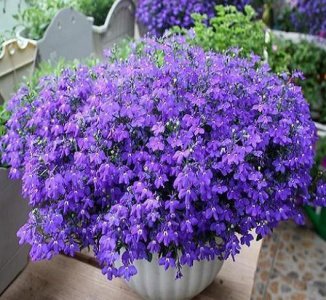 春天开的花有什么颜色的花 春天常见的开花植物