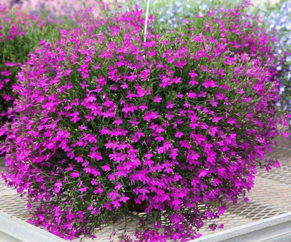 春天开的花有什么颜色的花