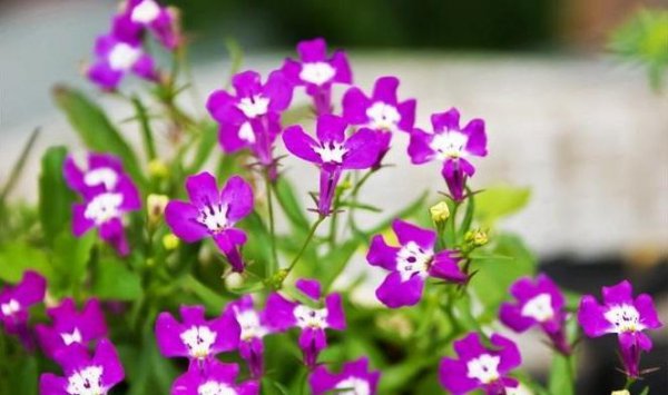 春天开的花有什么颜色的花