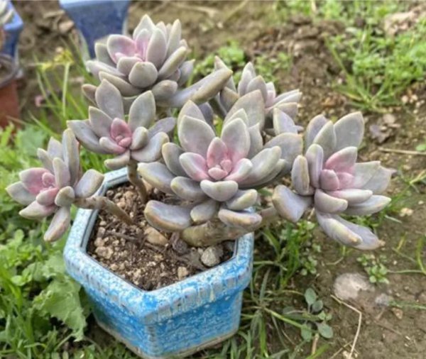多肉植物种类图片及名称