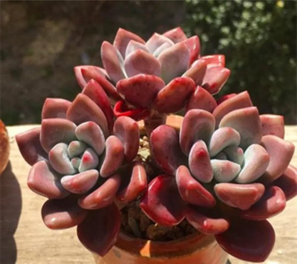 多肉植物种类图片及名称