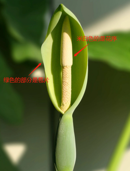 滴水观音有几个品种图片