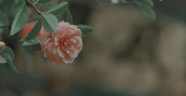 云南山茶花是几月份开花