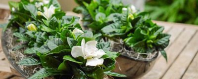栀子花叶子干枯的原因是什么 叶子干枯的原因和解决方法