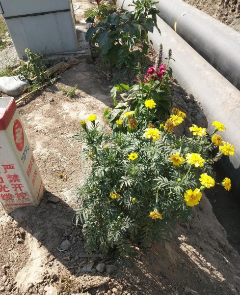 孔雀草盆栽能活几年
