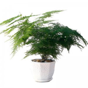 文竹开花的寓意和象征意义 5种常见竹开花的兆头