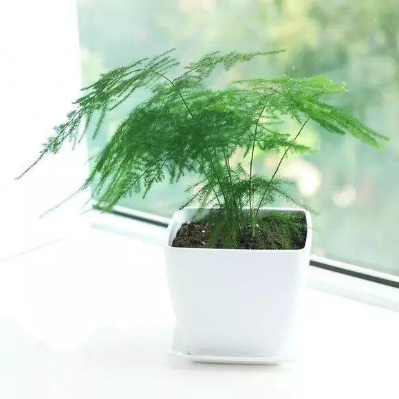 文竹开花的寓意和象征意义