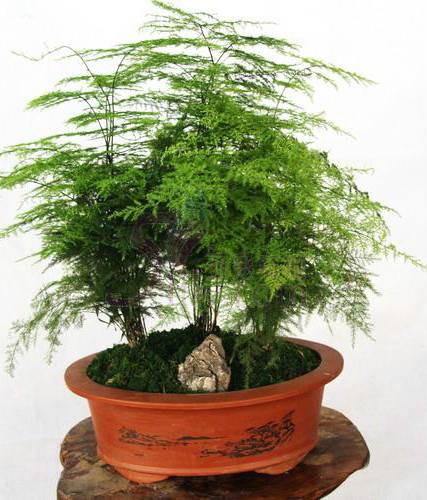 文竹开花的寓意和象征意义