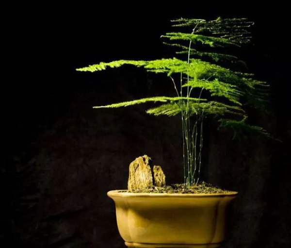 文竹开花的寓意和象征意义