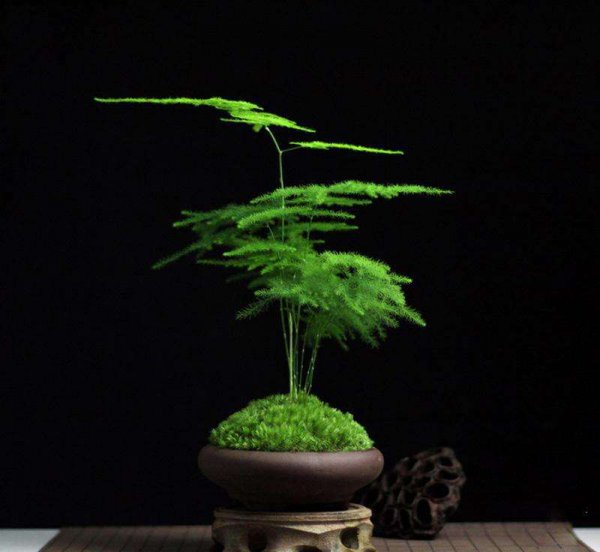 文竹开花的寓意和象征意义