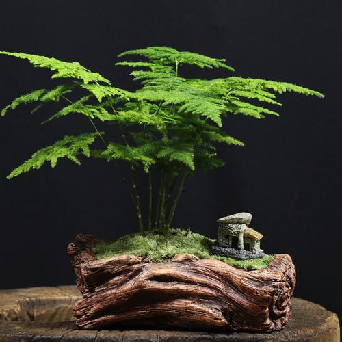 文竹开花的寓意和象征意义