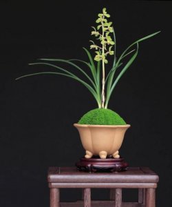 惠兰什么时候开花怎样给 蕙兰开花后的养护技巧