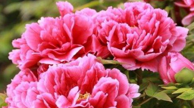 牡丹花期调控方法有哪些 教你牡丹花栽培技术与管理