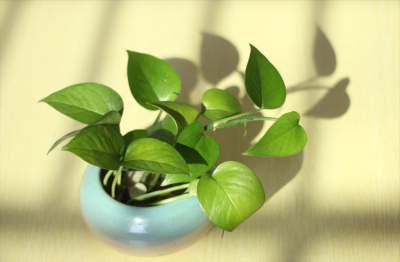 适合长期在室内种植的植物 室内最好养的植物排名
