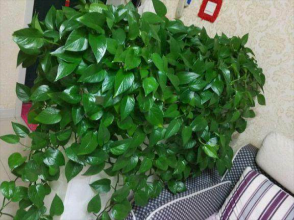 适合长期在室内种植的植物