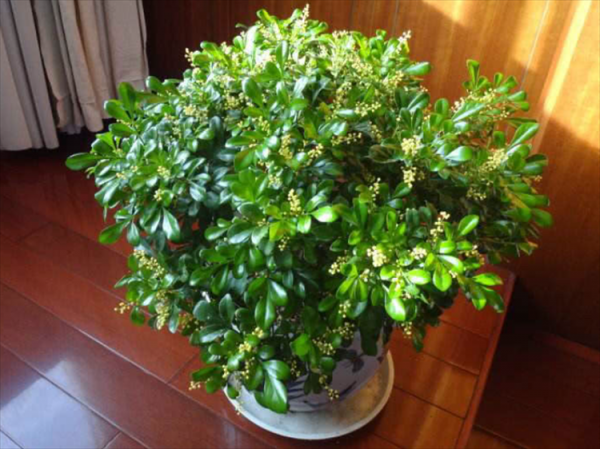 适合长期在室内种植的植物