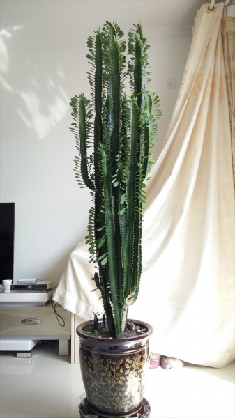 适合长期在室内种植的植物
